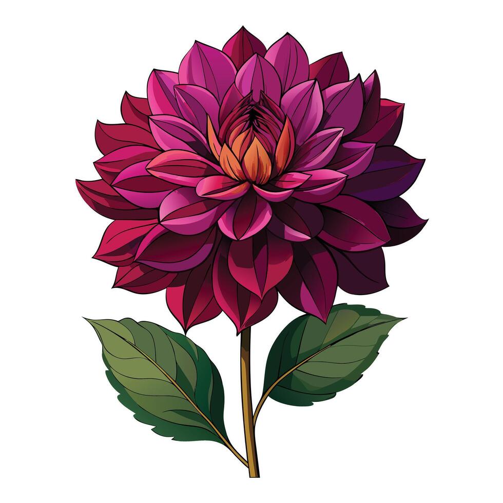 Beautiful Dahlia Plant with Large Flowers and Leaves Isollated on a White Background vector