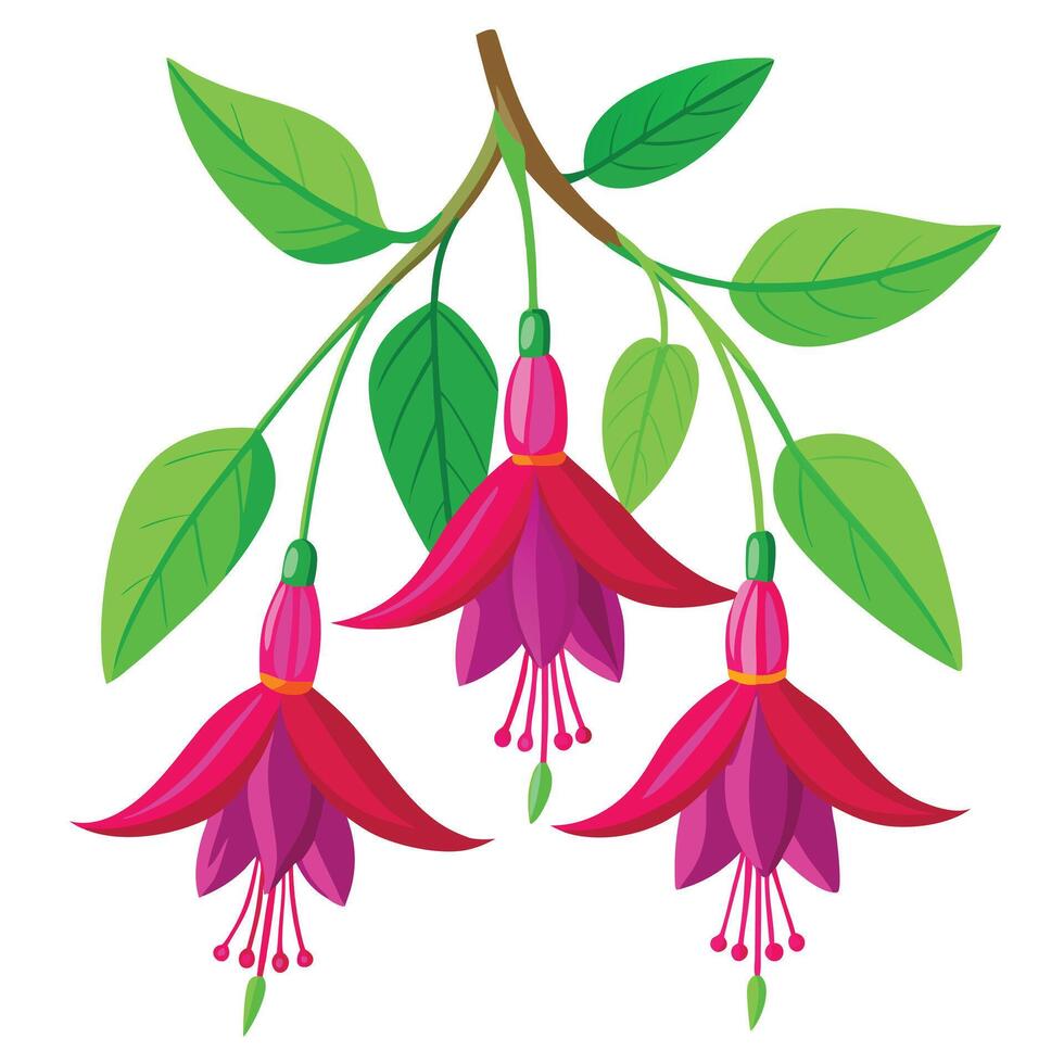 Botanical Rendering of a Fuchsia Plant in Full Bloom with Green Leaves and Stems vector