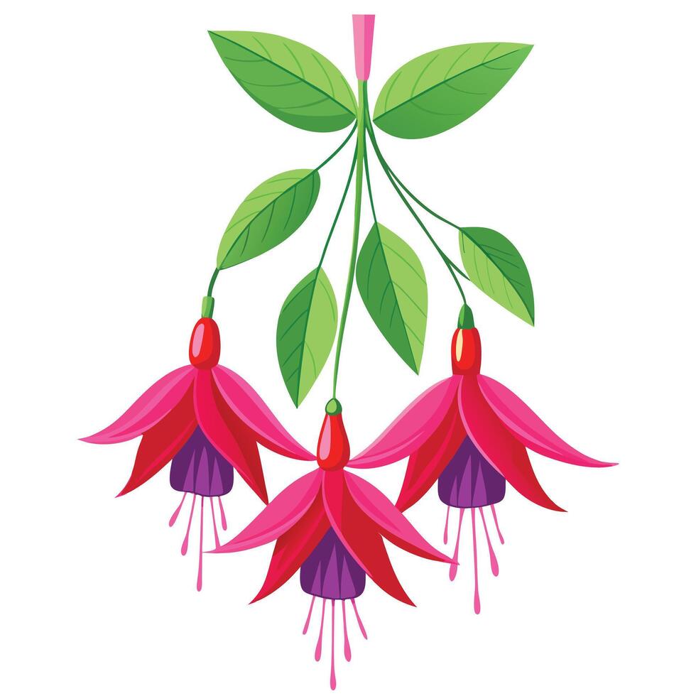 Vibrant Fuchsia Plant with Brightly Colored Flowers and Leaves in a Natural Setting Isollated on a White Backgroundv vector