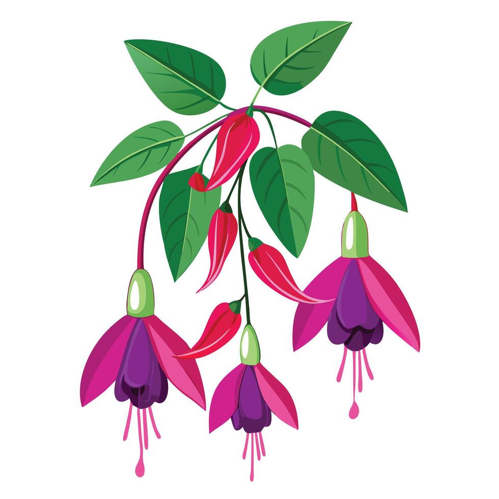 Beautiful Fuchsia Plant with Delicate Flowers and Leaves vector