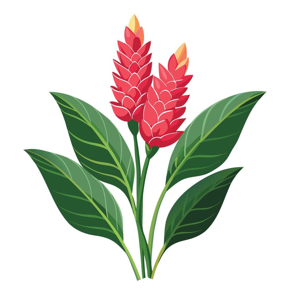 Vibrant Ginger Flower Plant with Brightly Colored Flowers and Leaves in a Natural Setting vector