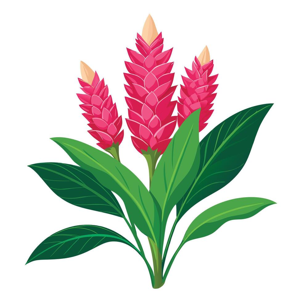 Beautiful Ginger Flower Plant with Delicate Flowers and Leaves vector