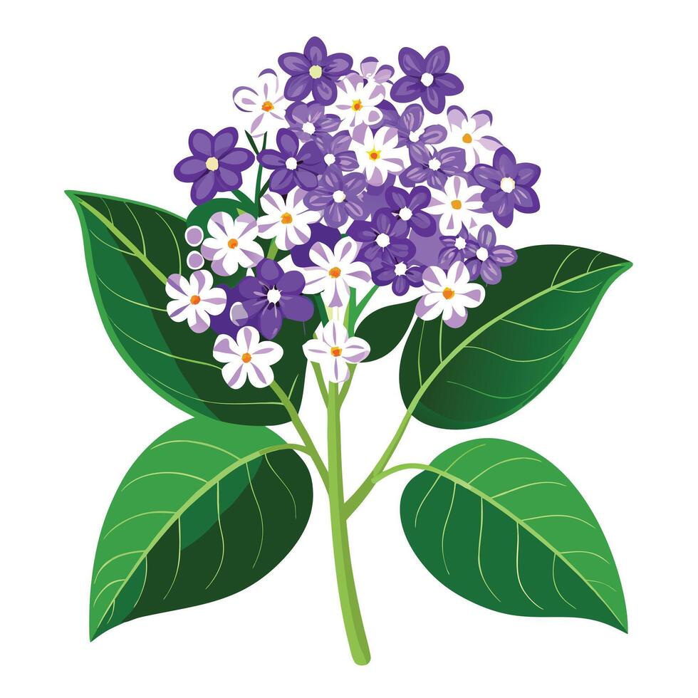 Vibrant Heliotrope Plant with Brightly Colored Flowers and Leaves in a Natural Setting vector