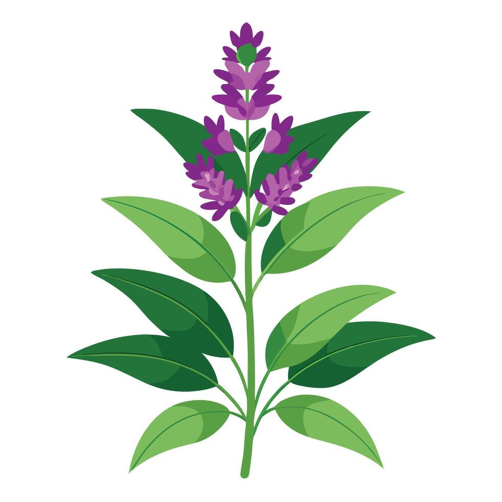 Vibrant Hummingbird Sage Plant with Brightly Colored Flowers and Leaves in a Natural Setting vector