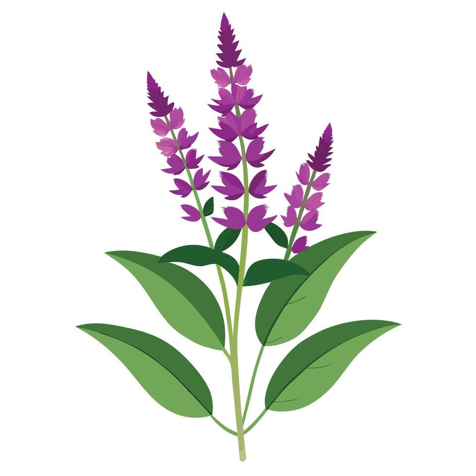 Beautiful Hummingbird Sage Plant with Delicate Flowers and Leaves vector