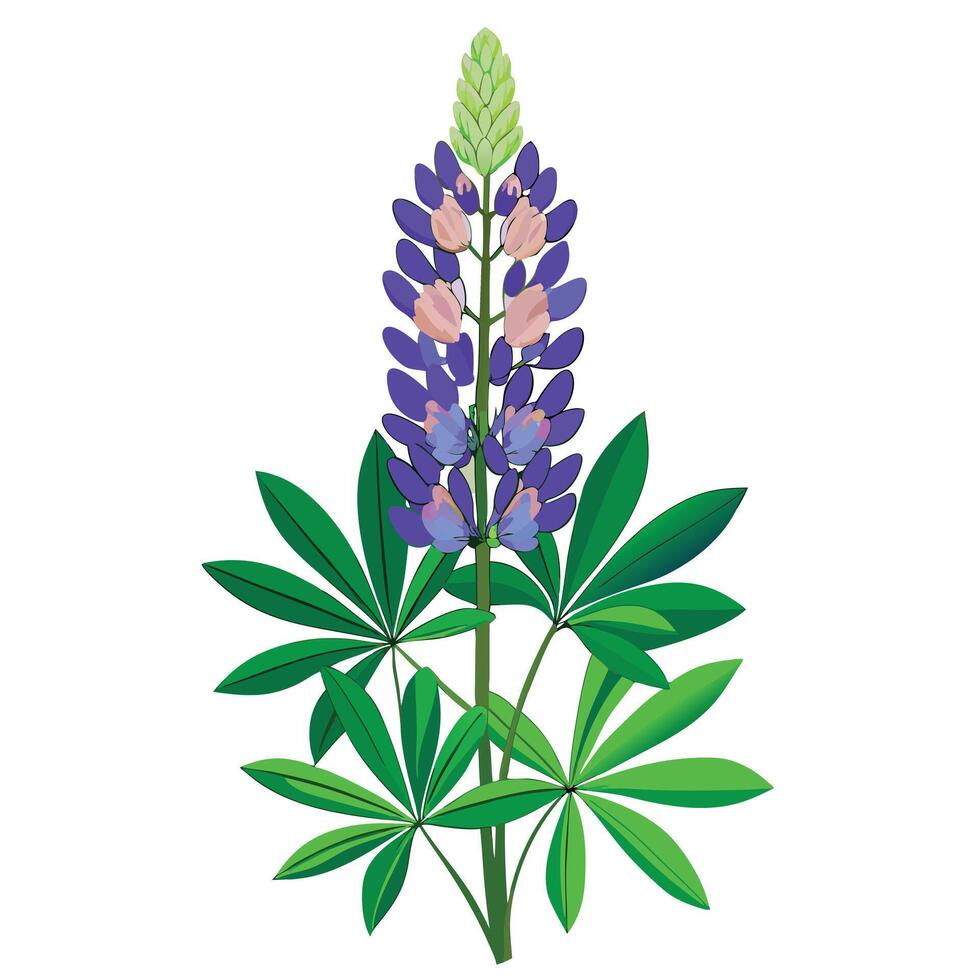 Beautiful Lupine Flower with Tall Stems and Flowers vector