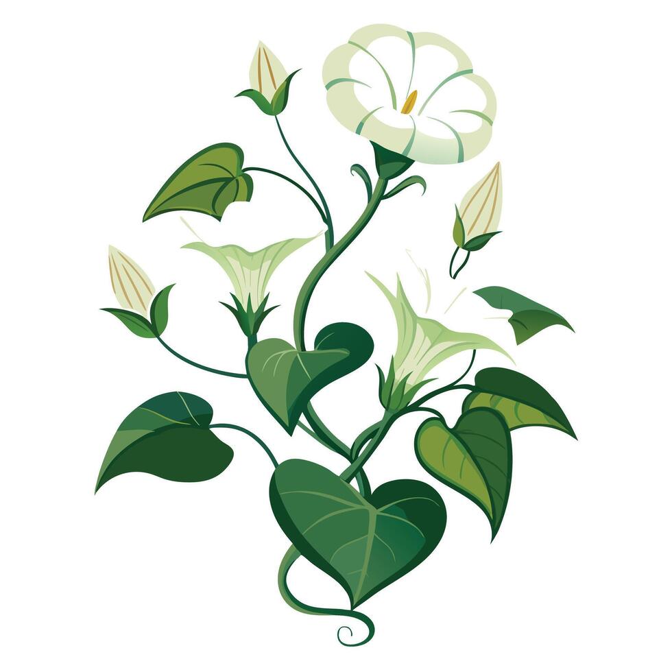 Botanical Rendering of a Moonflower Vine in Full Bloom with Green Leaves and Stems Isollated on a White Background vector