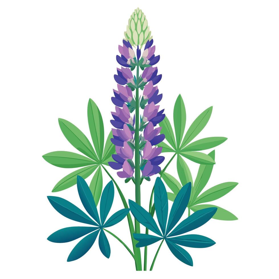 Beautiful Lupine Plant with Delicate Flowers and Leaves vector