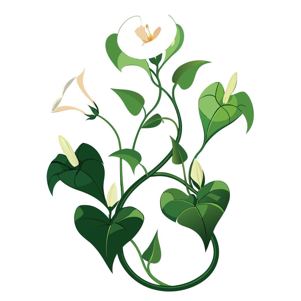 Beautiful Moonflower Vine with Large Flowers and Leaves Isollated on a White Background vector
