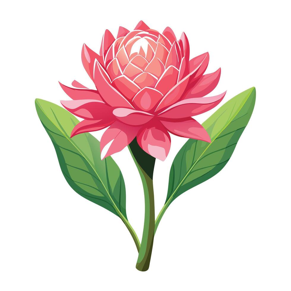 Pink Torch Ginger Flower with Purple Petals and Green Leaves in a Garden Setting vector