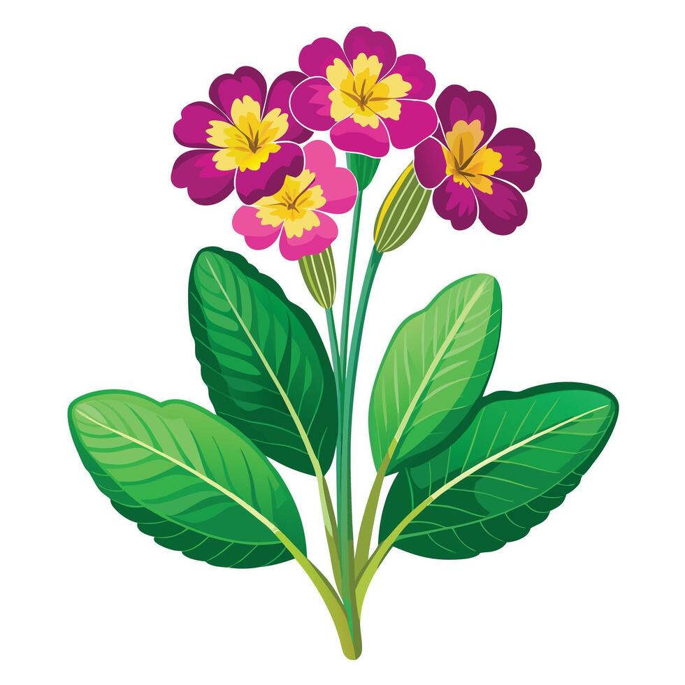 Detailed Illustration of a Primrose Plant with White Petals and Long Stems Isollated on a White Background vector