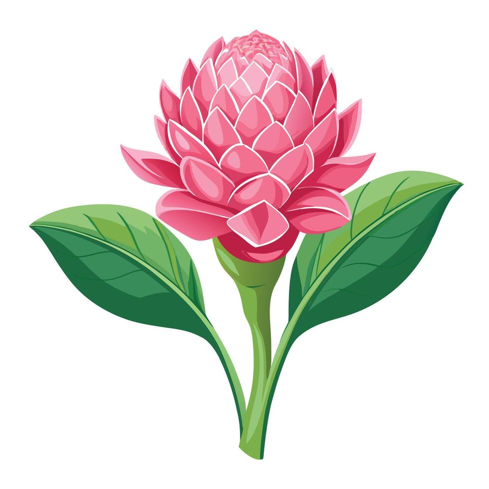 Beautiful Pink Torch Ginger Flower with Exotic Shape and Colorful Petals vector