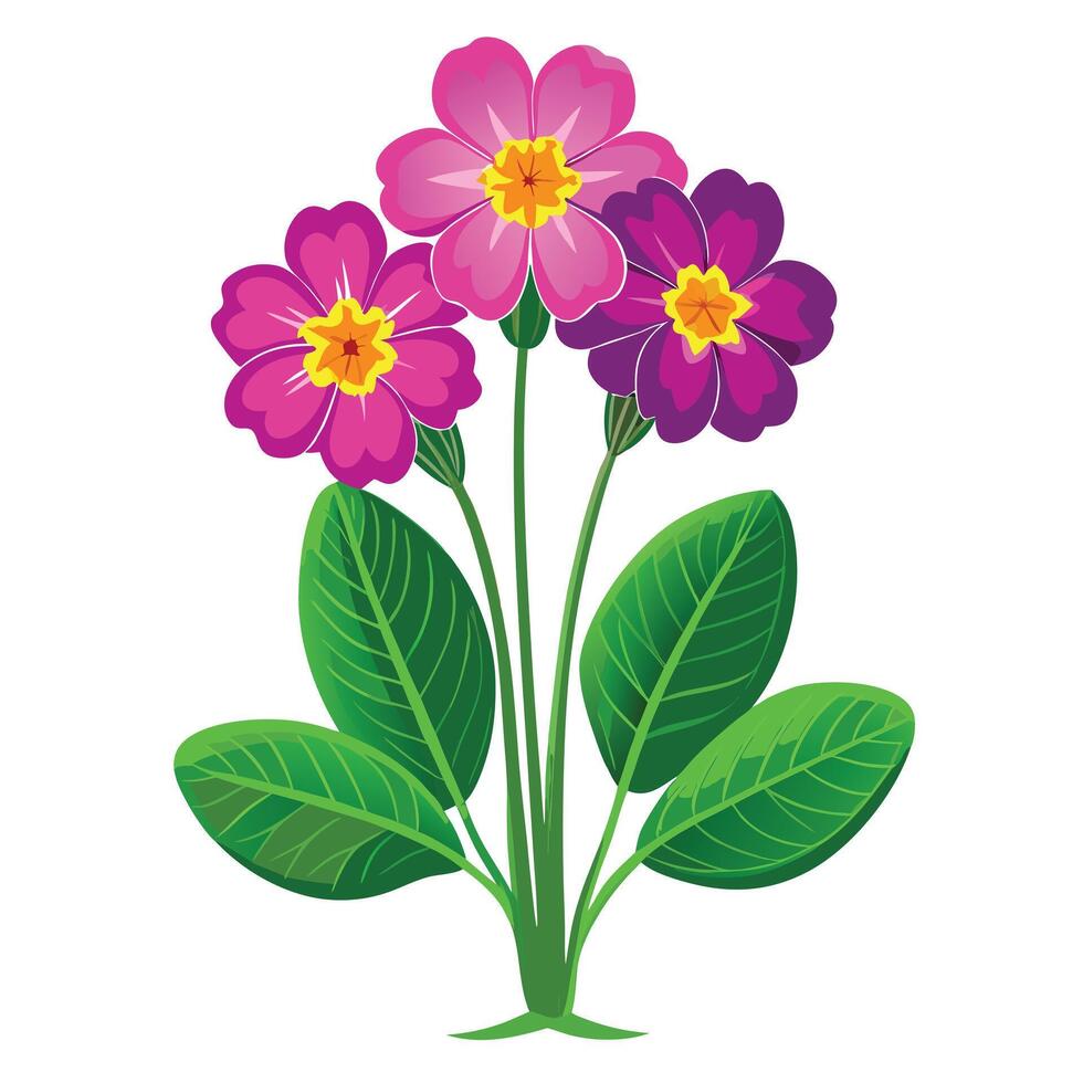 Primrose Plant with Purple Flowers and Green Leaves in a Garden Setting Isollated on a White Background vector