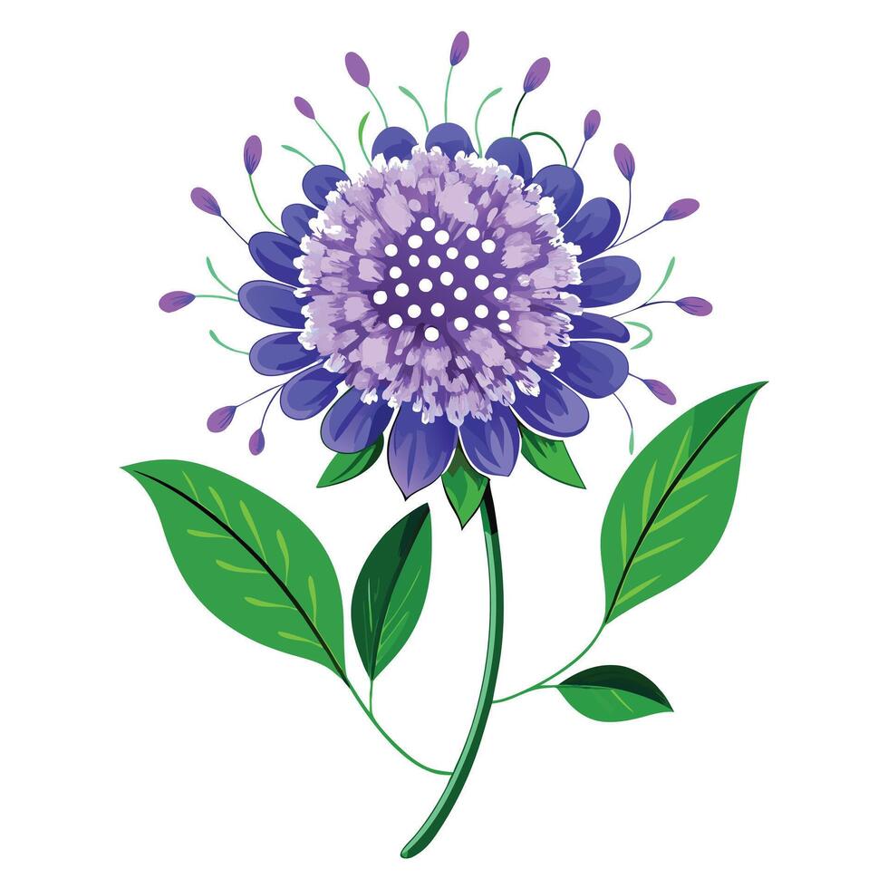 Detailed Illustration of a Scabiosa Flower with White Petals and Long Stems vector