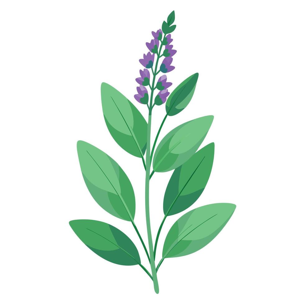 Sage Plant with Pink Flowers and Green Leaves in a Garden Setting vector