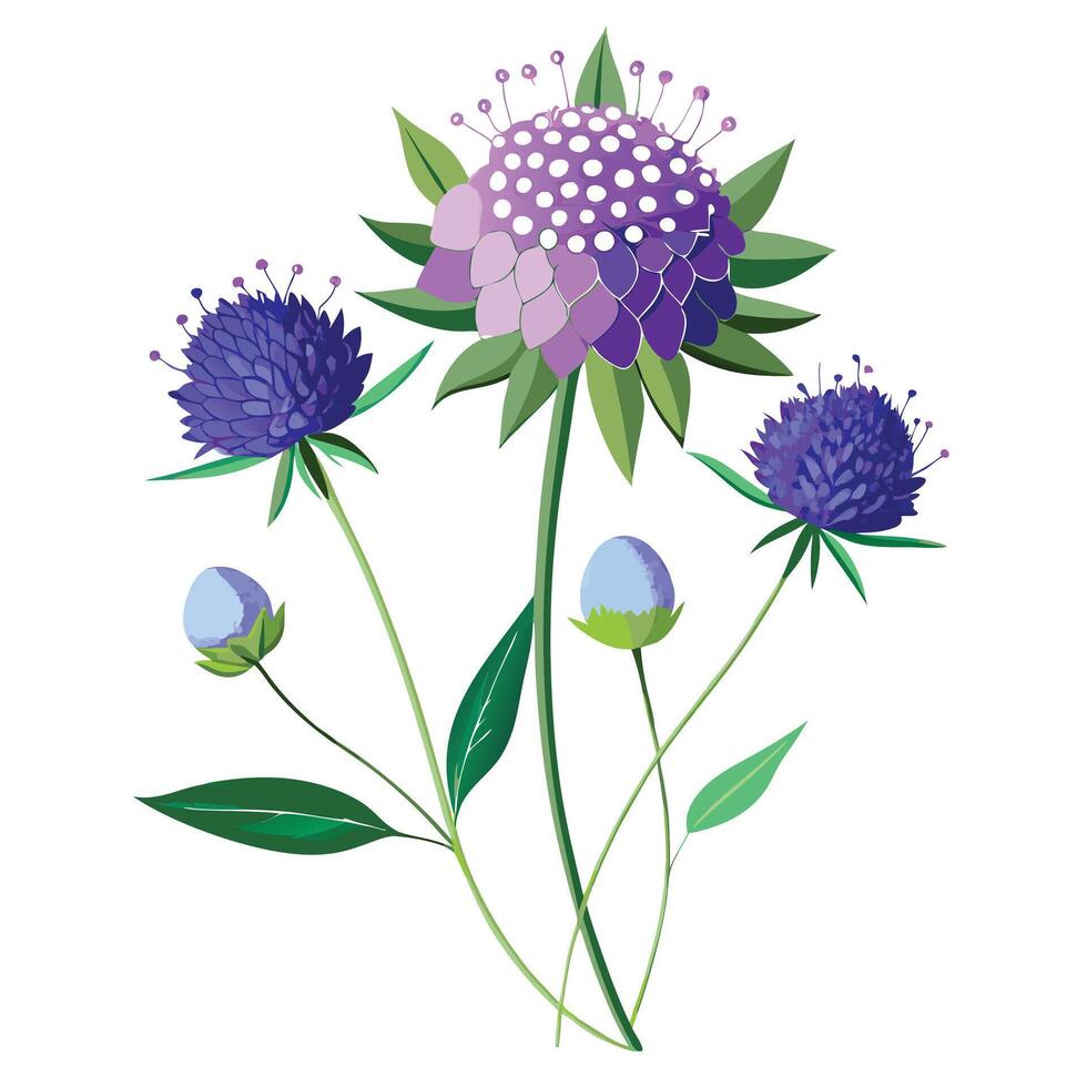 Scabiosa Flower with Pink Petals and Green Leaves in a Garden Setting vector