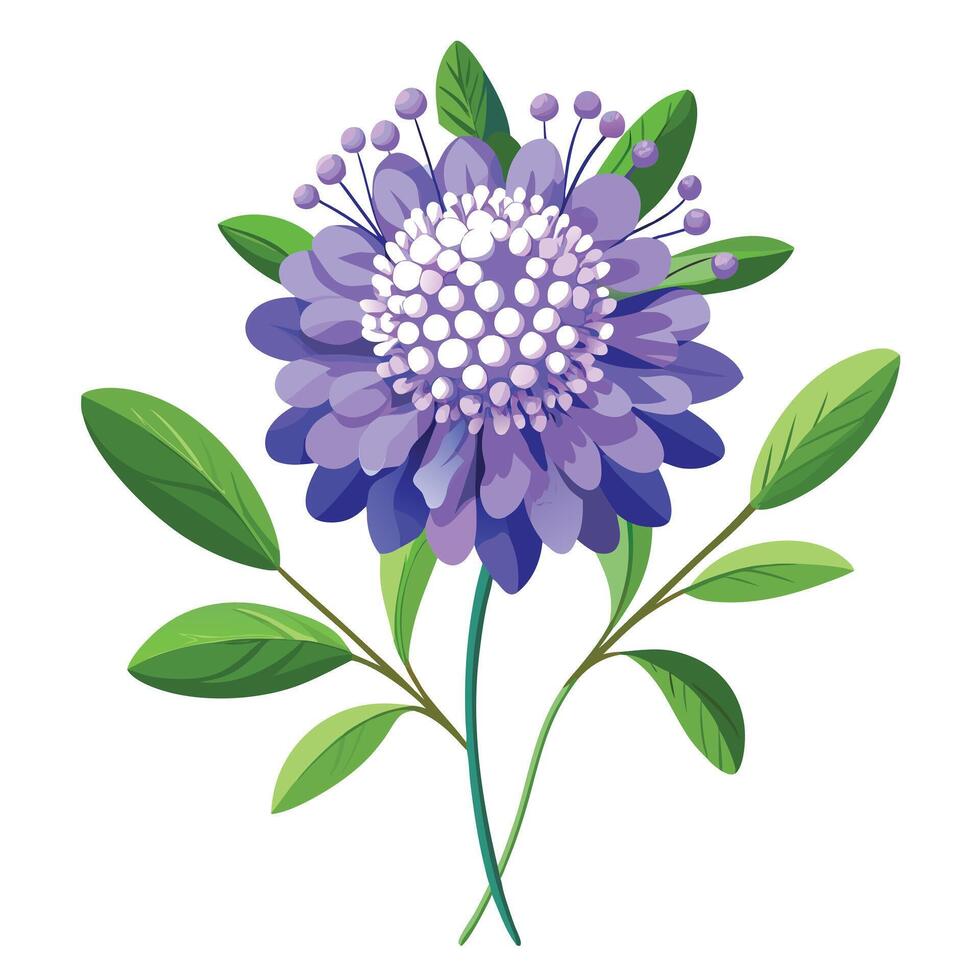 Scabiosa Flower with Purple Petals and Green Leaves in a Garden Setting vector