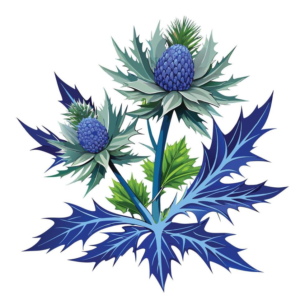 Sea Holly Plant with Pink Flowers and Green Leaves in a Garden Setting Isollated on White Background vector