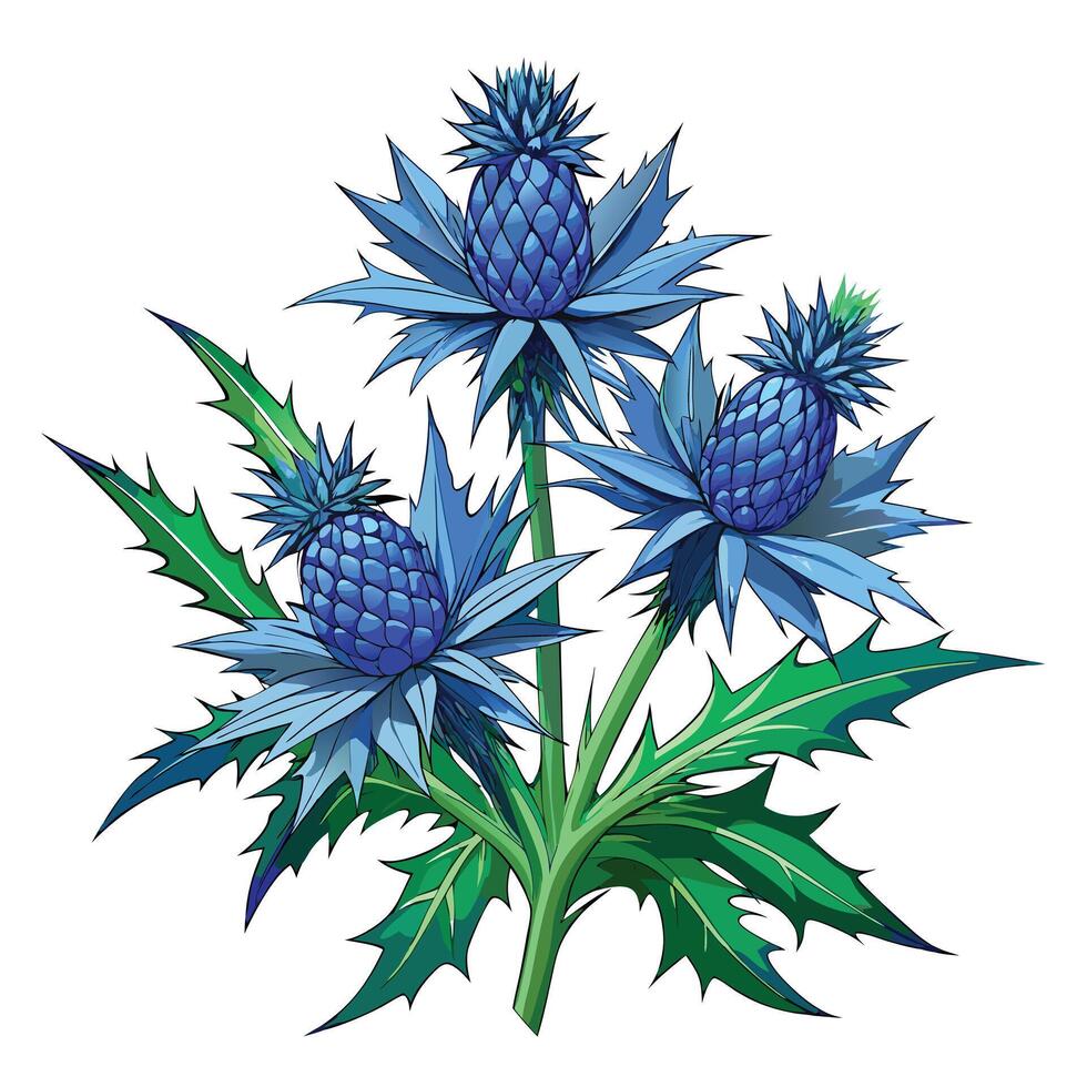 Sea Holly Plant with Purple Flowers and Green Leaves in a Garden Setting Isollated on White Background vector