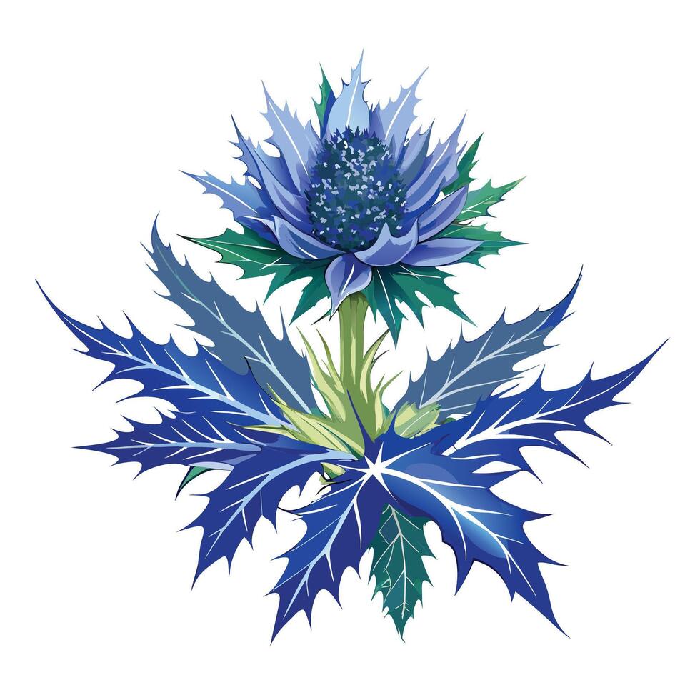 Beautiful Sea Holly Plant with Blue Flowers and Green Leaves Isollated on White Background vector