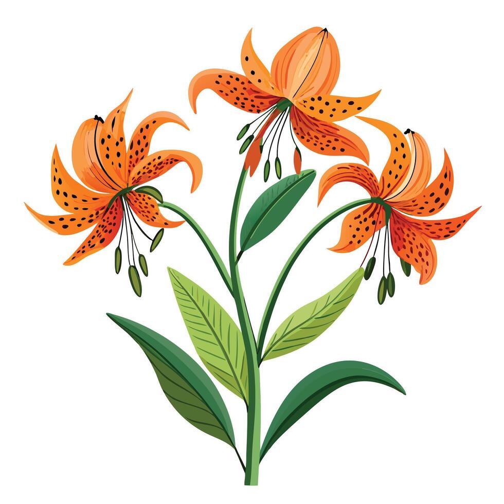 Tiger Lily Plant with Pink Flowers and Green Leaves in a Garden Setting vector