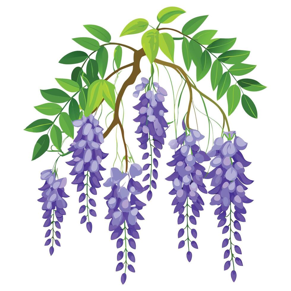 Detailed Illustration of a Wisteria Vine with White Petals and Long Stems Isollated on a White Background vector