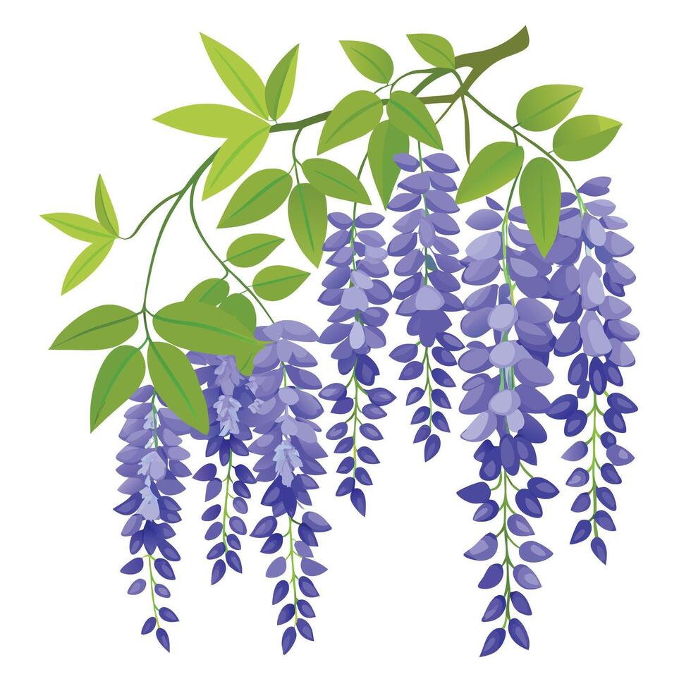 Wisteria Vine with Yellow Flowers and Green Leaves in a Garden Setting Isollated on a White Background vector