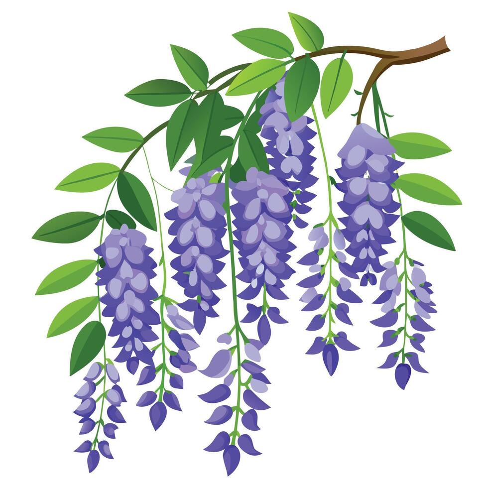 Wisteria Vine with Pink Flowers and Green Leaves in a Garden Setting Isollated on a White Background vector