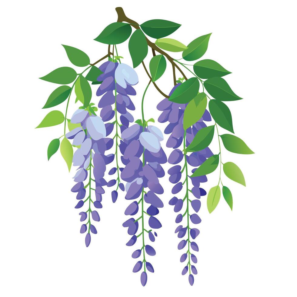Beautiful Wisteria Vine with Purple Flowers and Green Leaves vector