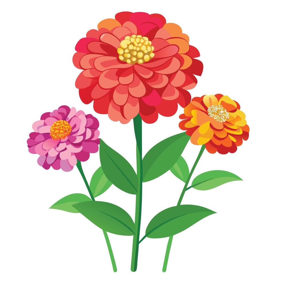 Detailed Illustration of a Zinnia Plant with White Petals and Long Stems vector