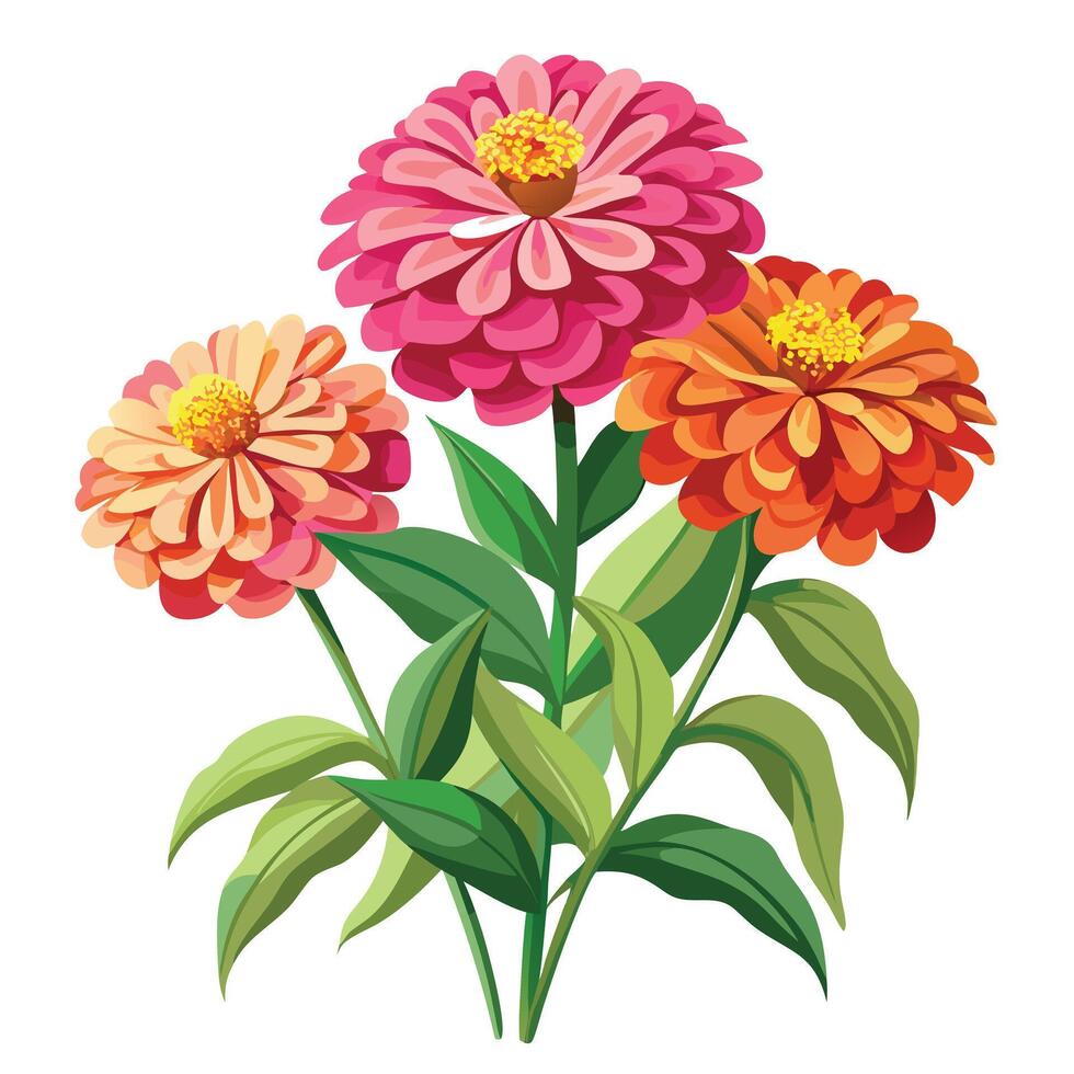 Detailed Illustration of a Zinnia Plant with White Petals and Long Stems Isollated on a White Background vector