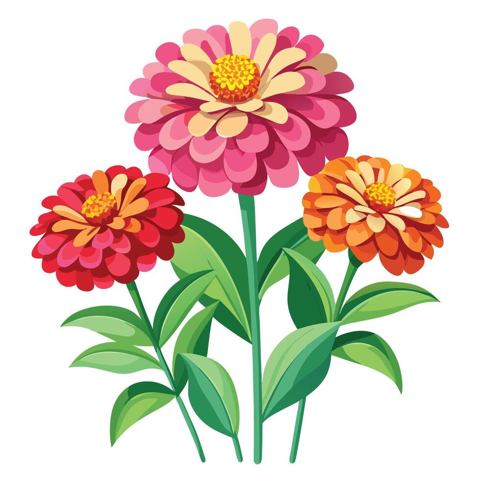 Zinnia Plant with Pink Flowers and Green Leaves in a Garden Setting vector