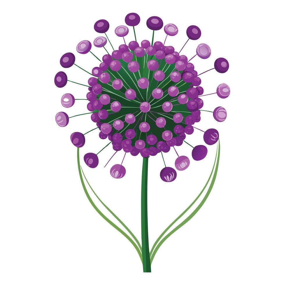 Botanical Rendering of an Allium Flower in Full Bloom with Green Leaves and Stems vector