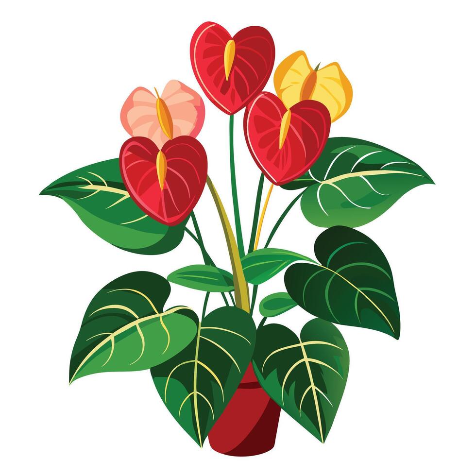 Anthurium Plant with Pink Flowers and Green Leaves in a Garden Setting vector
