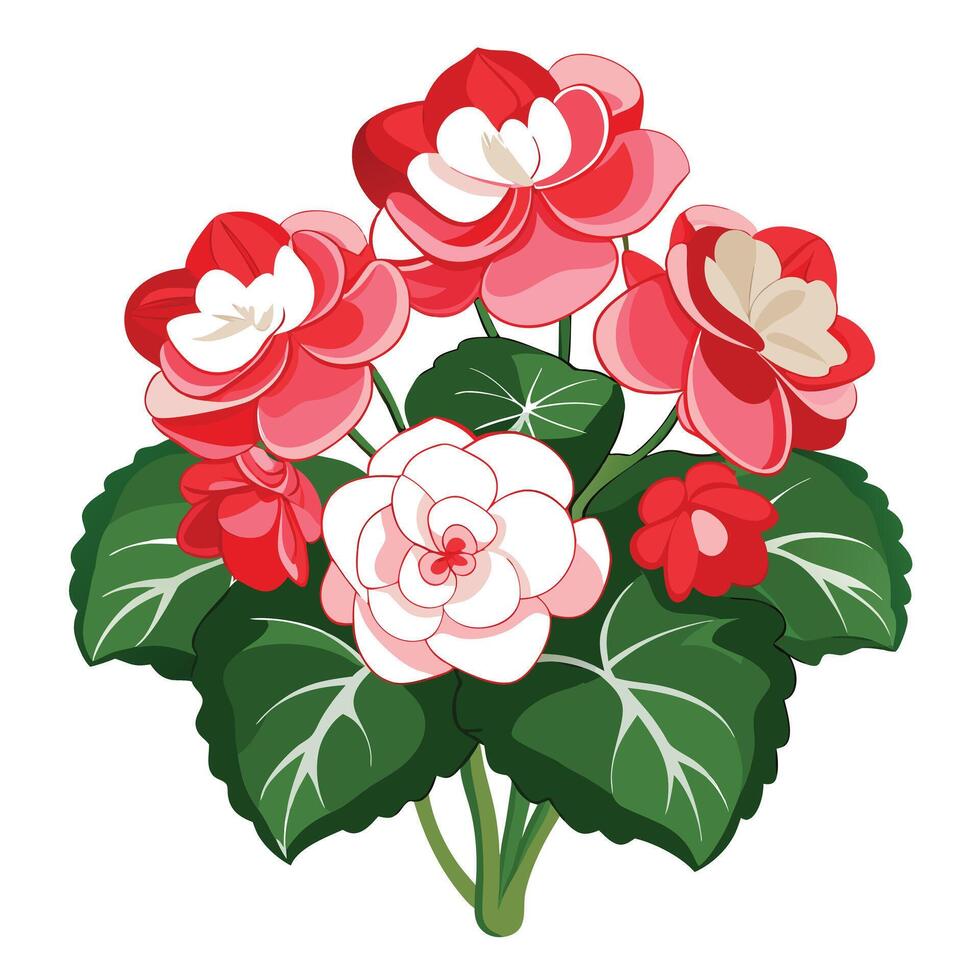 Begonia Plant with Purple Flowers and Green Leaves in a Garden Setting vector
