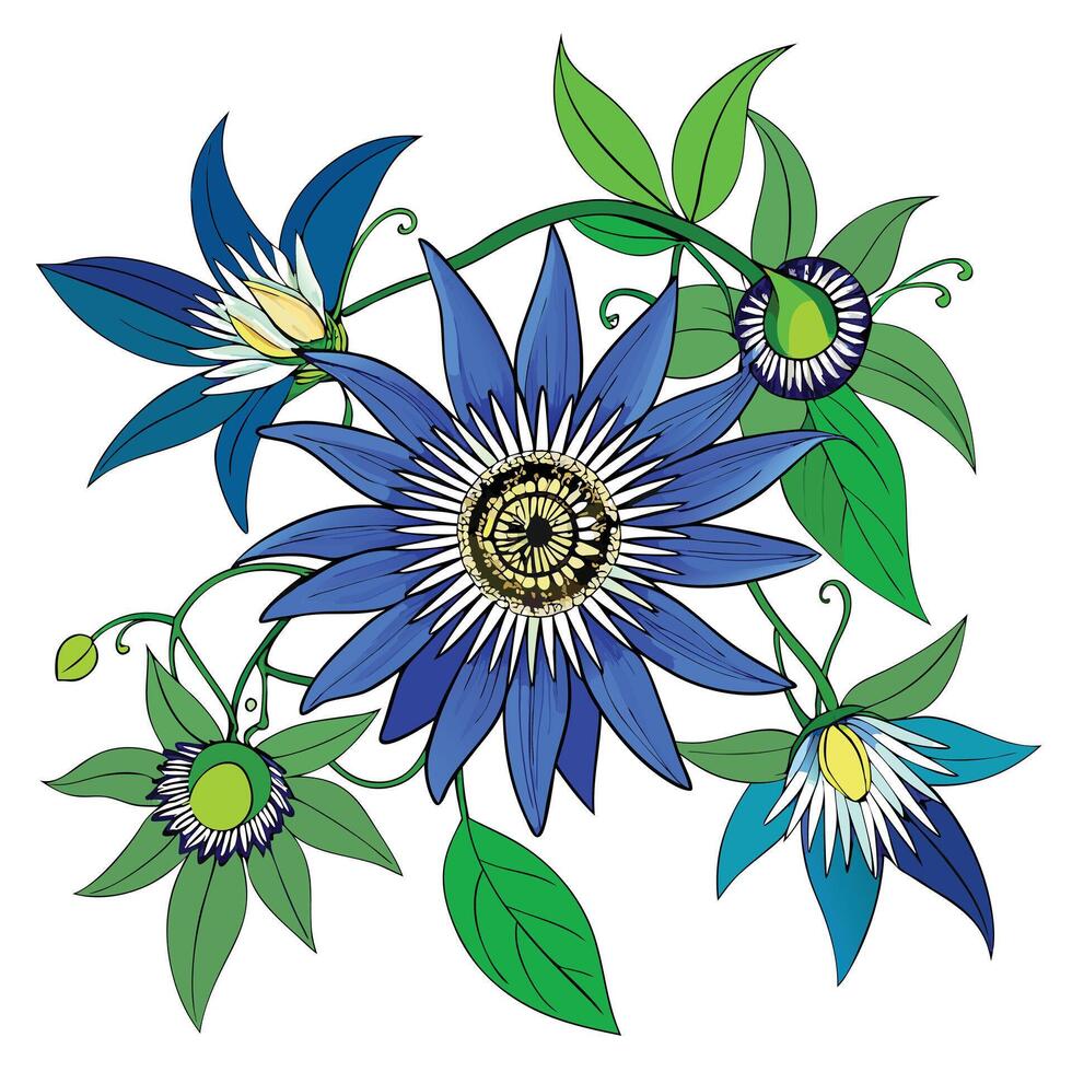 Detailed Illustration of a Blue Passionflower Vine with White Petals and Long Stems vector