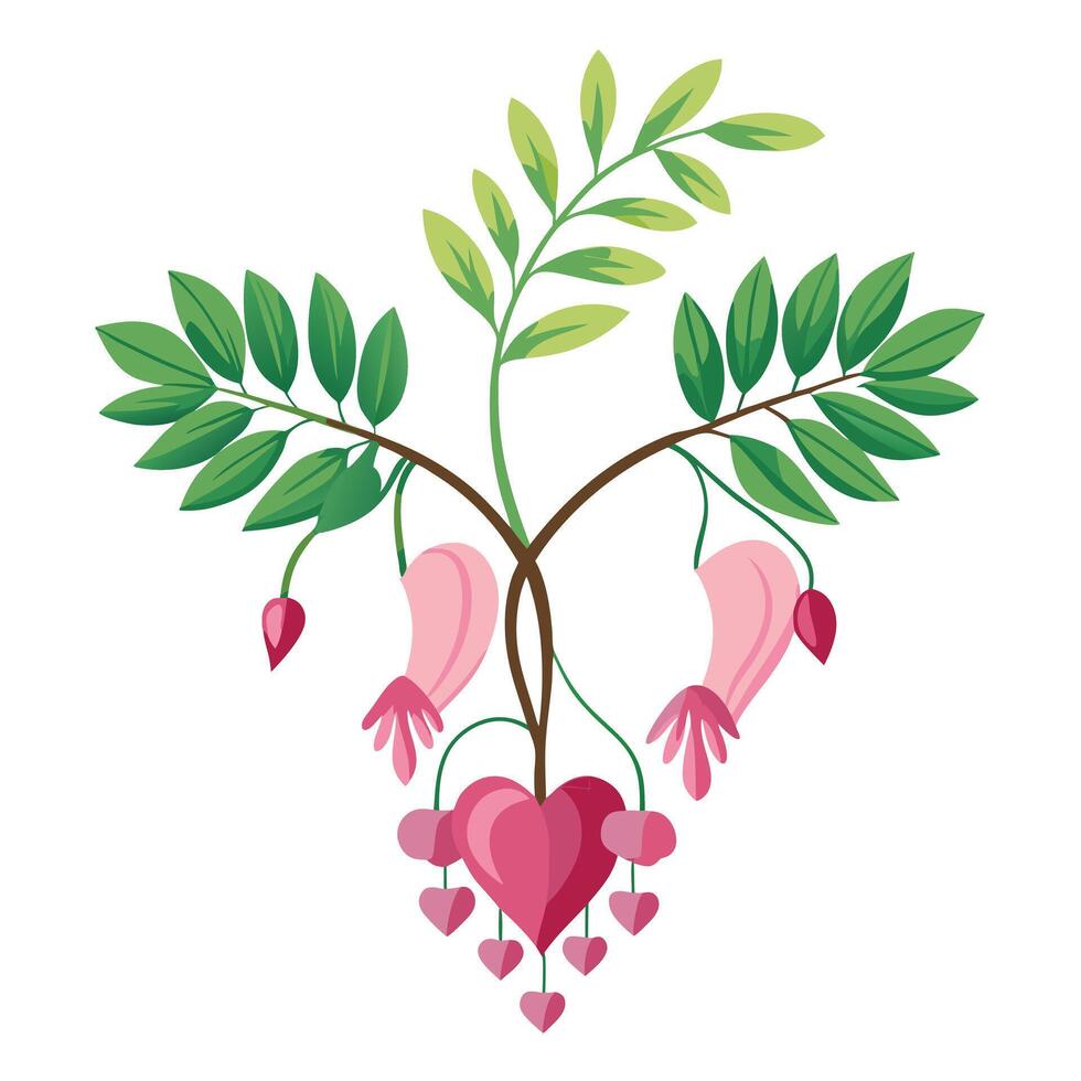 Bleeding Heart Plant with Pink Flowers and Green Leaves in a Garden Setting Isollated on White Background vector