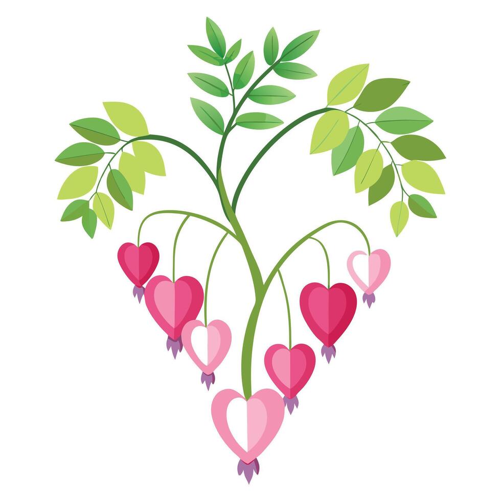 Beautiful Bleeding Heart Plant with Heart-Shaped Flowers and Green Leaves Isollated on a White Background vector