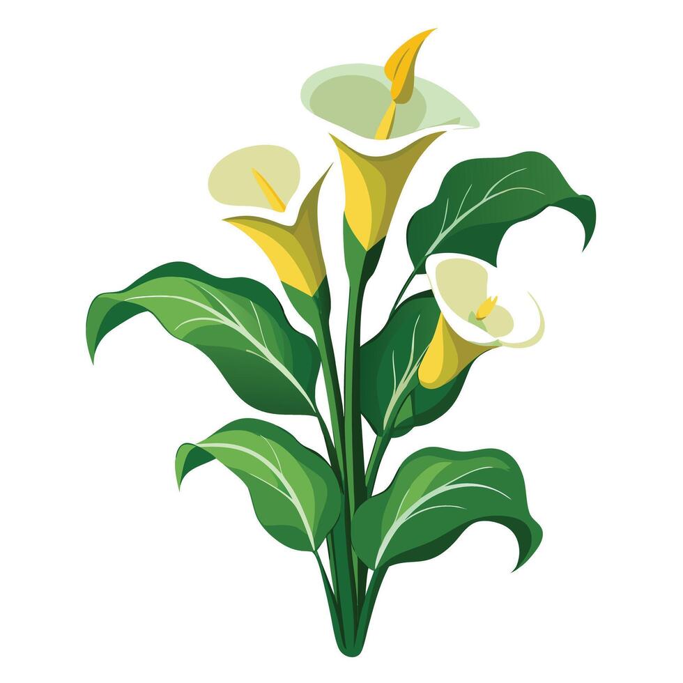 Calla Lily Plant with Pink Flowers and Green Leaves in a Garden Setting vector