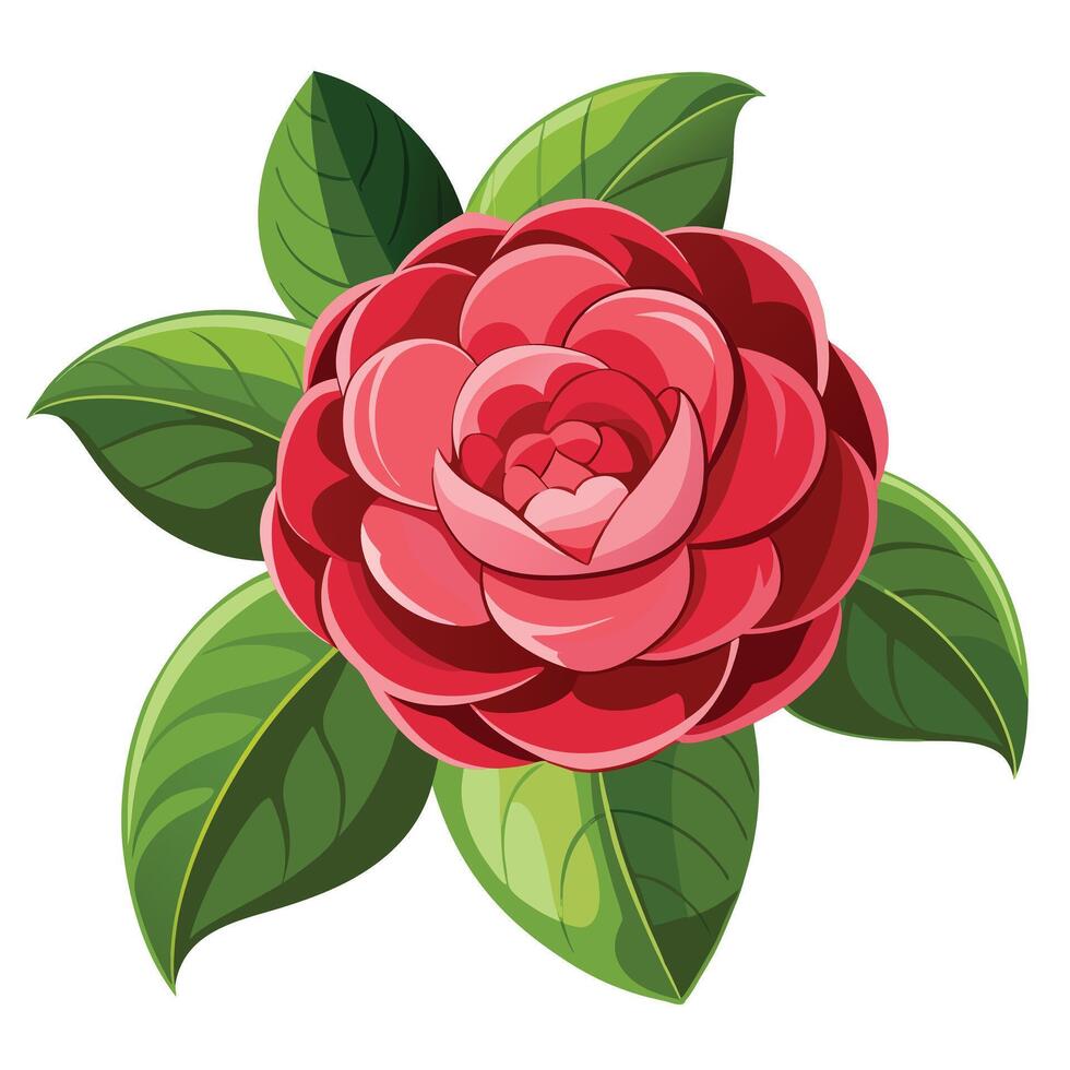 Vibrant Camellia Plant with Brightly Colored Flowers and Leaves in a Natural Setting Isollated on a White Background vector