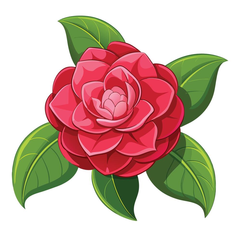 Botanical Depiction of a Camellia Plant in Full Bloom with Green Leaves and Stems vector