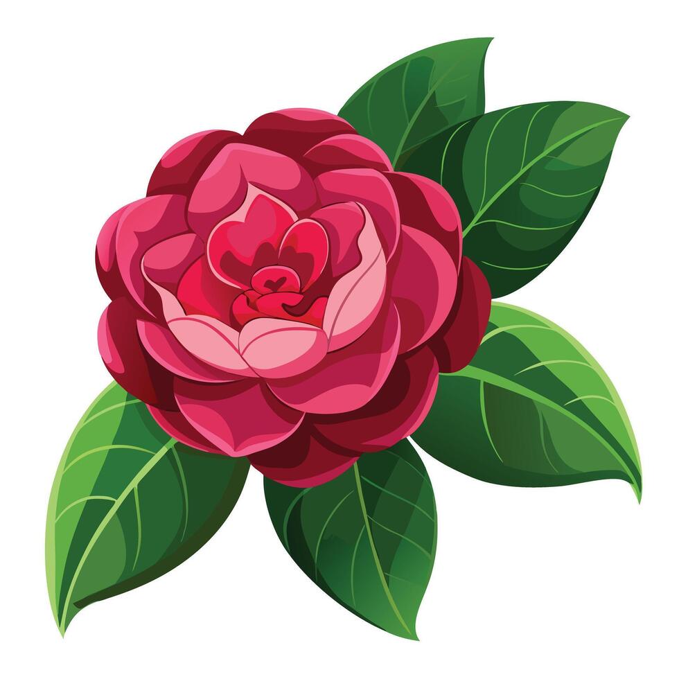 Beautiful Camellia Plant with Lush Glossy Green Leaves and Showy Flowers vector