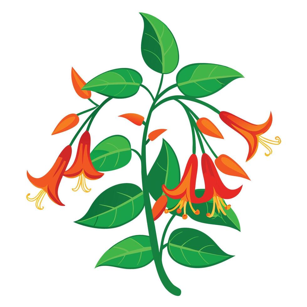 Botanical Depiction of a Coral Honeysuckle Vine in Full Bloom with Green Leaves and Stems vector