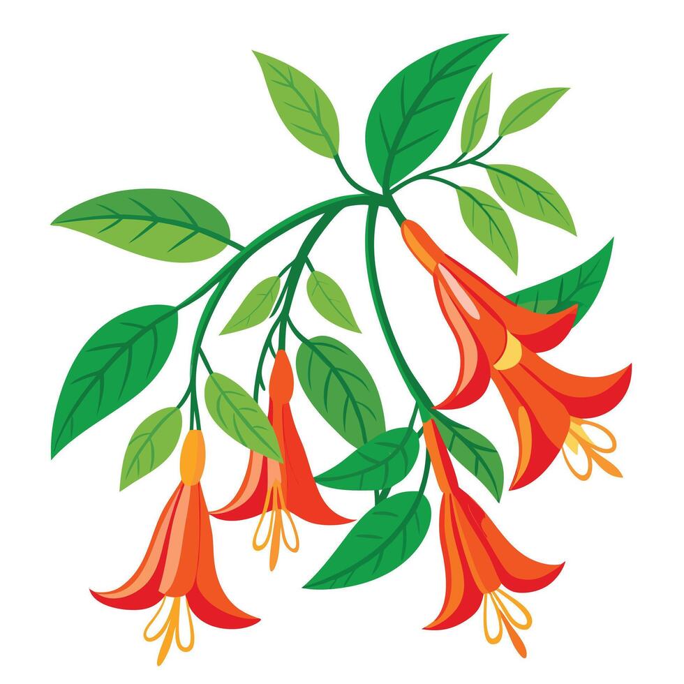 Beautiful Coral Honeysuckle Vine with Trumpet-Shaped Flowers and Leaves vector