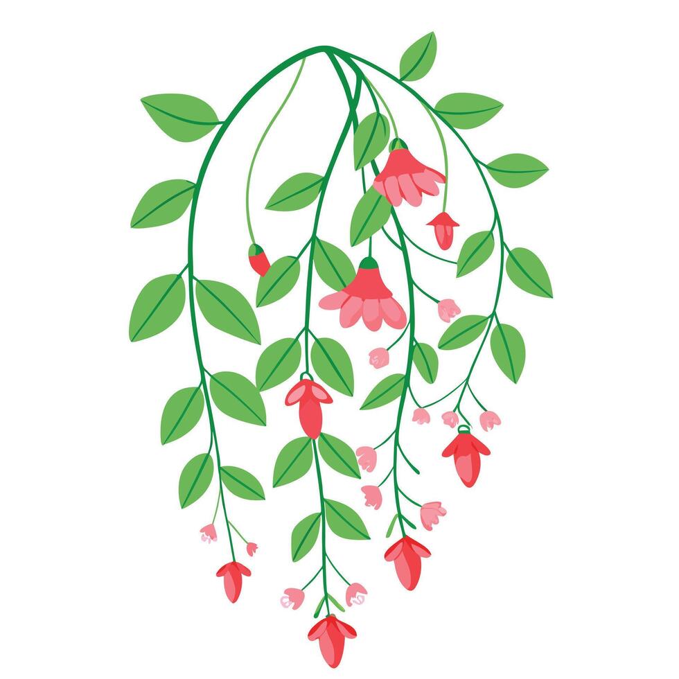 Beautiful Coral Vine with Clusters of Tiny Flowers and Leaves vector