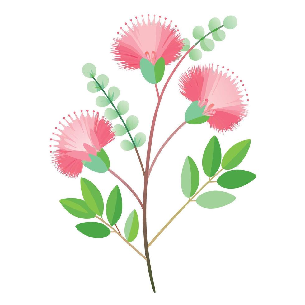 Beautiful Fairy Duster Plant with Soft Pink Flowers and Leaves vector
