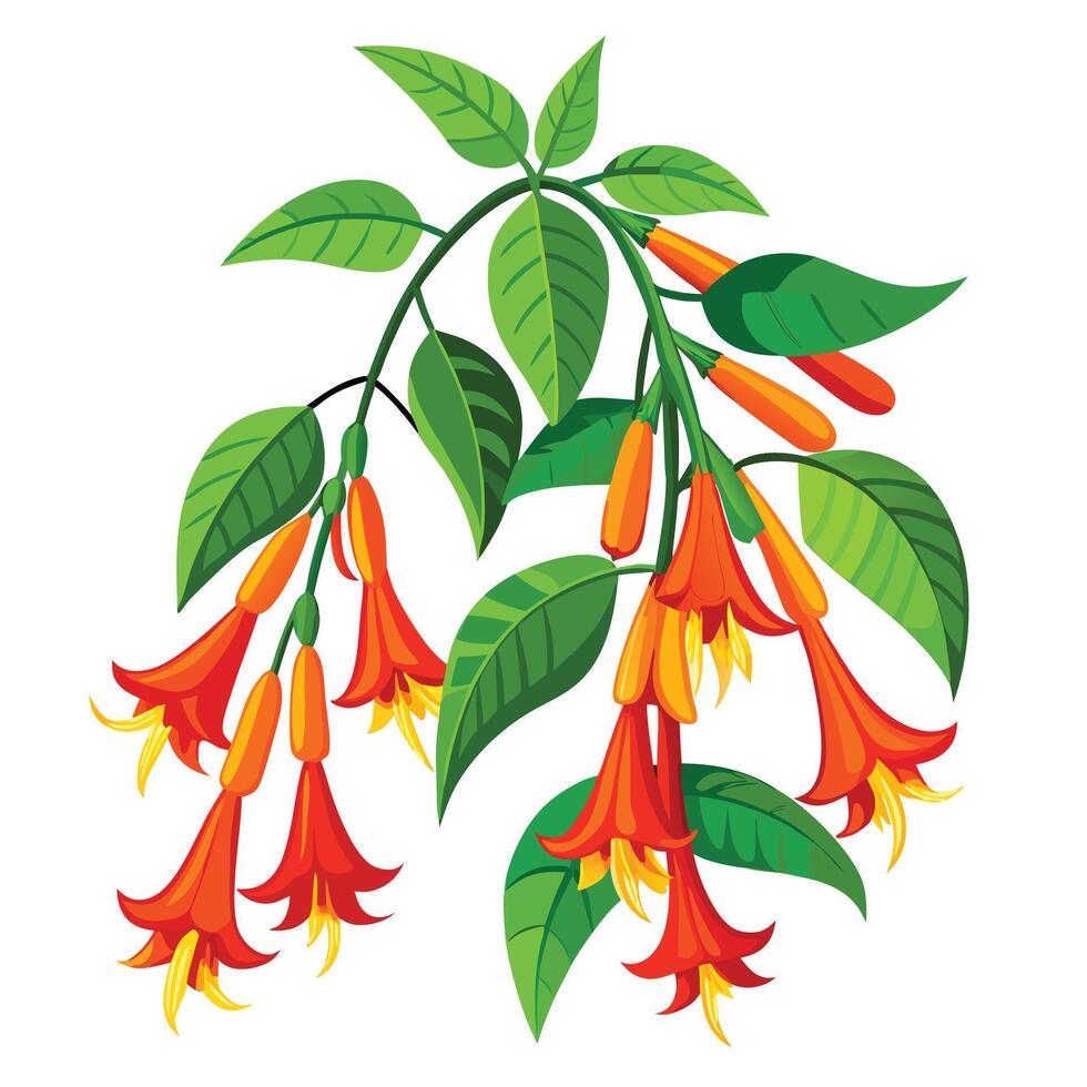 Vibrant Flame Vine Plant with Brightly Colored Flowers and Leaves in a Natural Setting vector