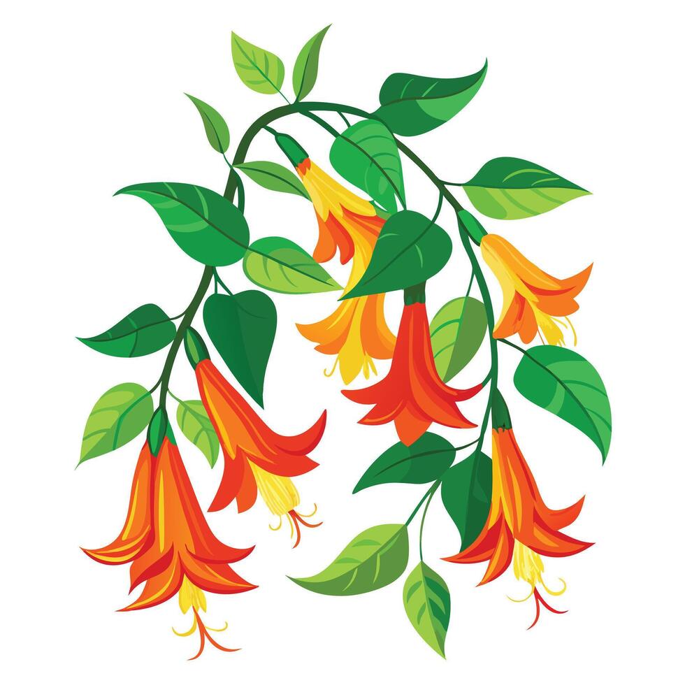 Botanical Depiction of a Flame Vine Plant in Full Bloom with Green Leaves and Stems vector