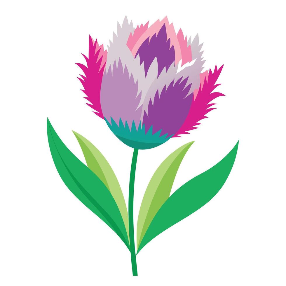 Botanical Depiction of a Fringed Tulip Plant in Full Bloom with Green Leaves and Stems vector