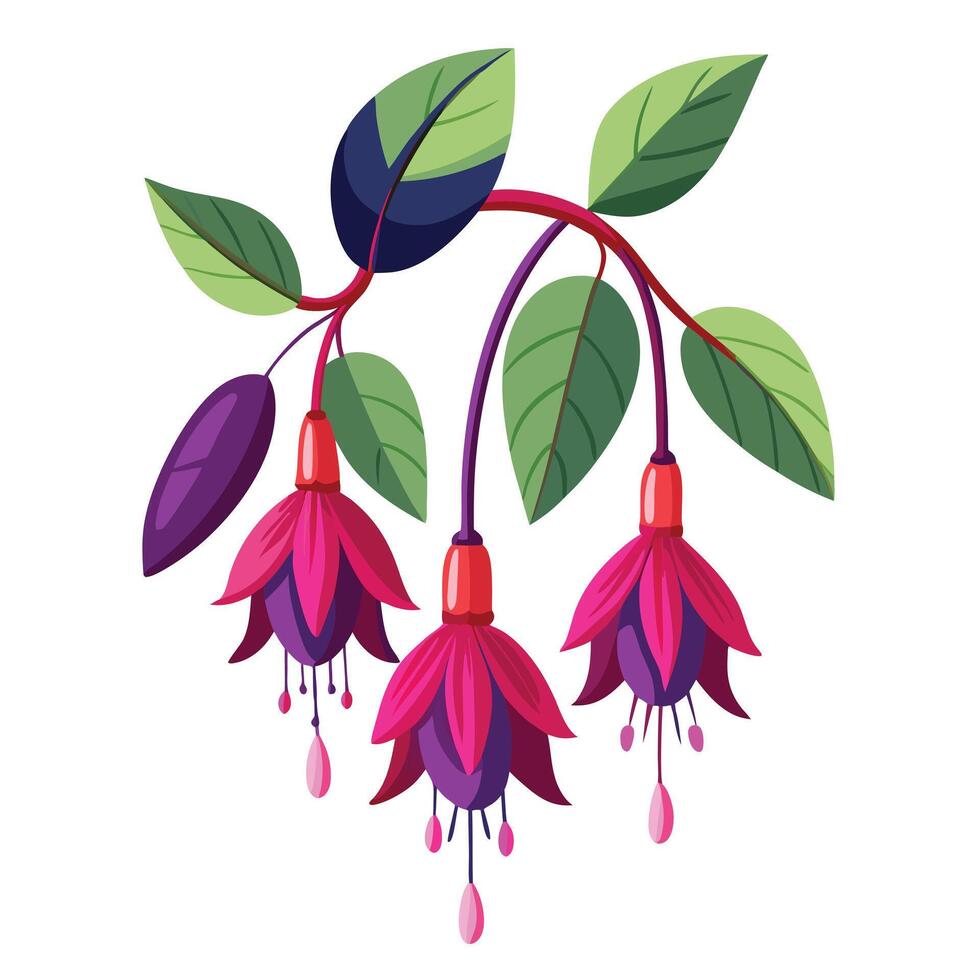 Botanical Depiction of a Fuchsia Plant in Full Bloom with Green Leaves and Stems vector